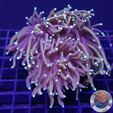 Euphyllia glabrescens „Hellfire“ WYSIWYG
