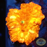 Discosoma spp. “Flame Bounce” WYSIWYG