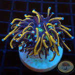 Euphyllia glabrescens „RAW“ AD Special