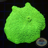 Rhodactis spp. „Lime“ 🍋‍🟩 WYSIWYG