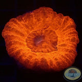 Homophyllia australis „Lava Donut“ WYSIWYG