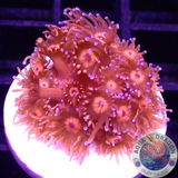 Goniopora spp. „Inferno“