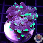 Euphyllia paraancora “Ink Splash” WYSIWYG “AD Special”