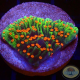 Montipora spp. „Chili Pepper“ 🌶️