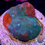 Echinophyllia spp. „Blood Shadow“ WYSIWYG