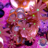 Krustenanemonen „Afro Knopia“ WYSIWYG