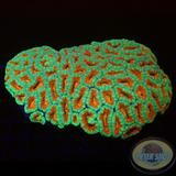 Micromussa spp. „Forest Fire“ WYSIWYG