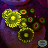 Krustenanemonen „Blueberry Rasta“ WYSIWYG