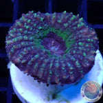 Lobophyllia spp. „UFO“ 🛸 WYSIWYG