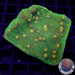 Echinophyllia spp. „Space Invader“ WYSIWYG