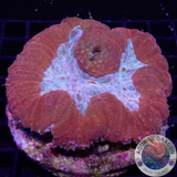 Lobophyllia spp. „Superman“ WYSIWYG
