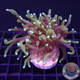 Euphyllia glabrescens „Golden Dragon“ 🐉 „AD Special“
