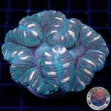 Trachyphyllia spp. “Tiger” WYSIWYG “AD Special”