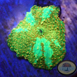 Discosoma spp. „Icy Road“ WYSIWYG „AD Special“