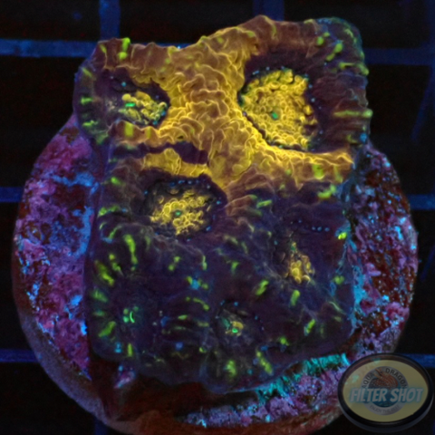 Acanthastrea echinata „Ink Splash“ WYSIWYG „AD Special“