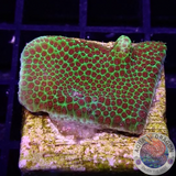 Porites spp. “Grinch”