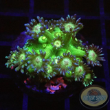 Goniopora spp. „Glitter Face“