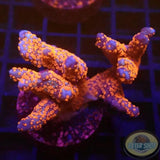 Montipora digitata „Superman“