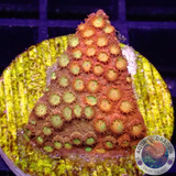 Cyphastrea spp. „Grafted“ WYSIWYG „AD Special“