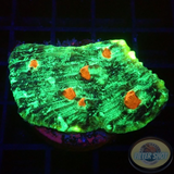 Echinophyllia spp. „Fire Eyes“