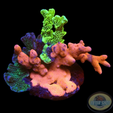 Montipora spp. „Fusion“ WYSIWYG „AD Special“