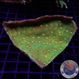 Echinophyllia spp. „Space Invader“ WYSIWYG