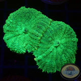 Rhodactis spp. „Toxic“ WYSIWYG