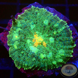 Rhodactis spp. „Crystal“