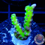 Anacropora spp. “Green Goblin” AD Special