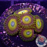 Krustenanemonen „Scrambled Eggs“ 🍳 WYSIWYG