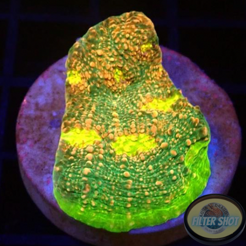 Echinophyllia spp. „Watermelon“ WYSIWYG „AD Special“