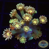 Goniopora spp. „Peaches“ AD Special“
