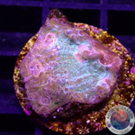 Echinophyllia spp. „Katar Orenji“ WYSIWYG „AD Special“