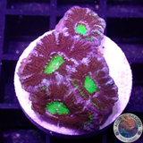 Micromussa spp. „Kryptonite Tiger“ AD Special“