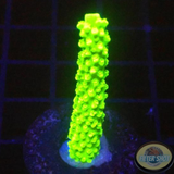 Acropora „Green Slimer“ AD Special