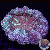 Acanthophyllia deshayesiana „Soho“ WYSIWYG