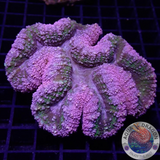 Symphyllia spp. „Rainbow“ 🌈 WYSIWYG „AD Special“