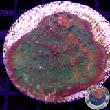 Echinophyllia spp. „Bloody Croc“ 🐊 WYSIWYG „AD Special“