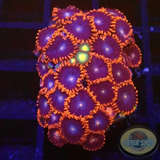 Krustenanemonen „Fire Packers“ WYSIWYG