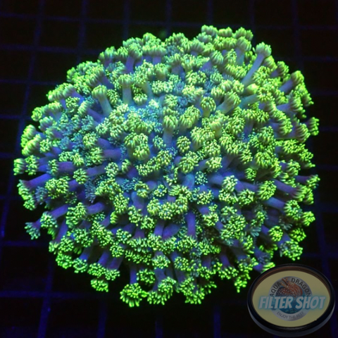 Goniopora spp. „Blue Heart“ 🩵 WYSIWYG „AD Special“