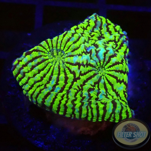 Echinophyllia spp. „Hypnotic Zombie“ WYSIWYG „AD Special“