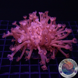 Goniopora spp. „Hell Angel“ WYSIWYG