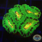 Micromussa spp. „Abe‘s Oddysee“