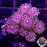 Krustenanemonen „Hallacious“ WYSIWYG