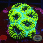 Favia spp. „Tribal“ WYSIWYG „AD Special“