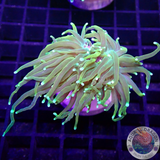 Euphyllia glabrescens „Sun God“ WYSIWYG