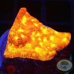 Leptoseris spp. „Jack O Lantern“