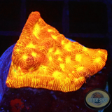 Leptoseris spp. „Jack O Lantern“