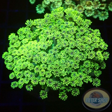 Goniopora spp. „Purple Heart“ WYSIWYG „AD Special“