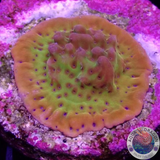 Montipora spp. „Folden Phoenix“ AD Special